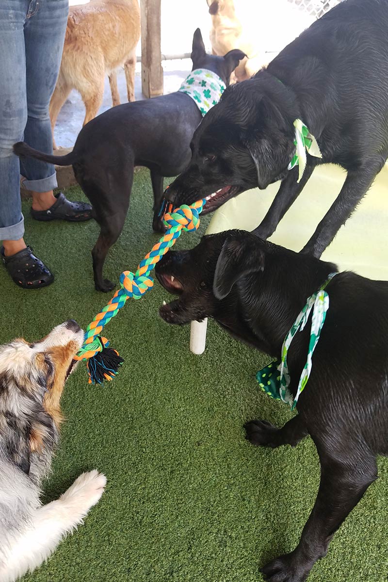 image of dogs playing with chew toy